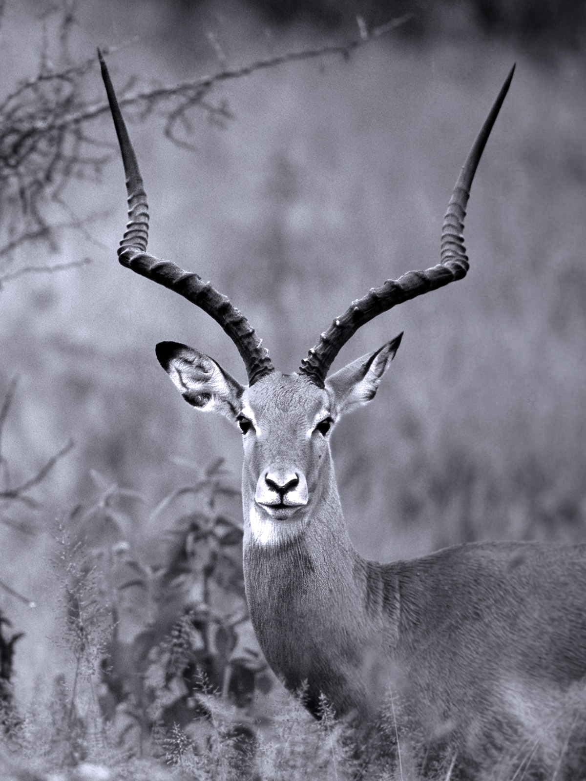 Animaux